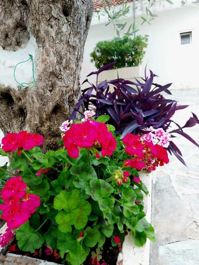 Apartments Djuro Rafailovic بودفا المظهر الخارجي الصورة